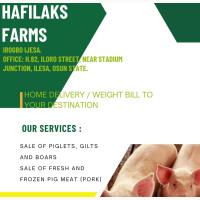Fresh and Frozen Pork Meat