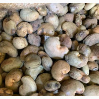 Cashew Nut - Fresh and Healthy