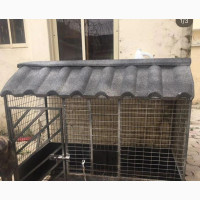 Extra Large Fairly Used Dog Cage