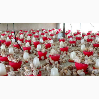 Isa Brown Pullets Point Of Cage / Point Of Lay - Chickens
