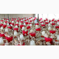 Isa Brown Pullets Point Of Cage / Point Of Lay - Chickens