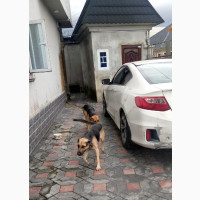 German Shepherd for Mating Services - Purebred Male Available