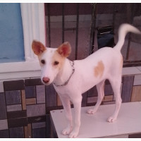 6-12 months Male Mixed Breed Dog