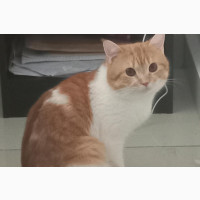 6-12 months Male Mixed Breed Persian