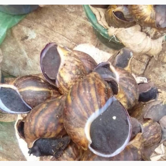 Snail Farming - Cure Diseases with Snails
