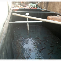 Fish Pond / Galvanized Tapollin Pond for Cat Fish