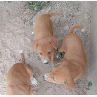 1-3 months Male Mixed Breed Mongrel (No Breed)