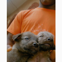 1-3 months Male Mixed Breed Caucasian Shepherd