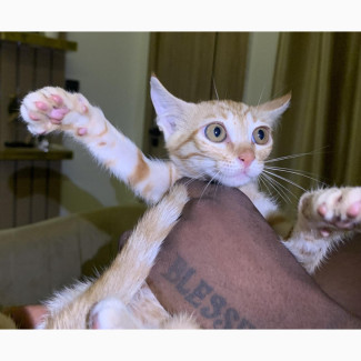 Purebred American Shorthair Kitten