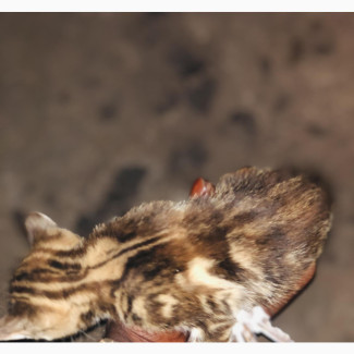 1-3 months Female Purebred Abyssinian