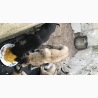 German Shepherd Mixed Breed Puppy - Male - 3-6 months old