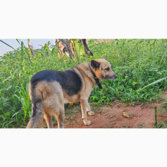 Male Mixed Breed German Shepherd 1+ year old