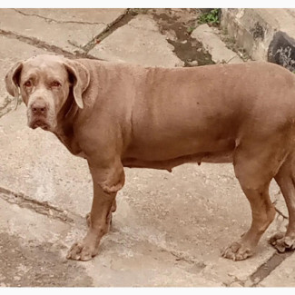 Top Quality Veterinary and Dog Boarding Services