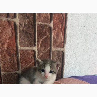 British Shorthair Kitten Available for Rehoming