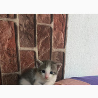 British Shorthair Kitten Available for Rehoming