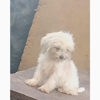 1-3 months Male Purebred Lhasa Apso