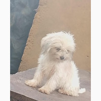 1-3 months Male Purebred Lhasa Apso