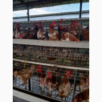 Old Layers are available for sale in Lagos State