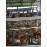 Old Layers are available for sale in Lagos State