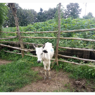 Get a Cow for Your Event