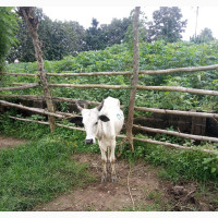 Get a Cow for Your Event