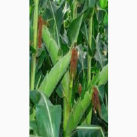 Maize Hybrid ( Corn ) Seeds Per Kg