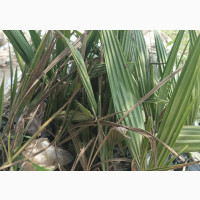 Dwarf Dates Palm Seedling