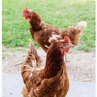 Isa Brown Pullets - Point of Lay for Sale