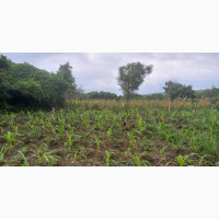 10 Acres of Land at Opeji, Ogun State