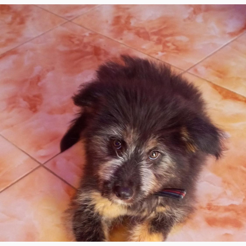 Фото 1/1. Glen of Imaal Terrier - Male Mixed Breed Puppy (3-6 months)