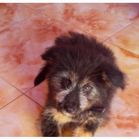 Glen of Imaal Terrier - Male Mixed Breed Puppy (3-6 months)
