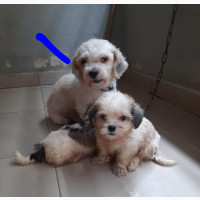 Purebred Lhasa Apso - Female, 1+ year old