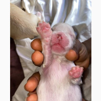 Lhasa Apso Puppies Available - 2 Males, 4 Females