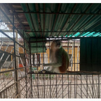 Adult Pair Male and Female Vervet Monkeys for Sale