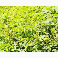 For Sale; 10 Acres of Land at Eruwa Oyo