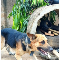 Male Purebred German Shepherd - 1+ year old