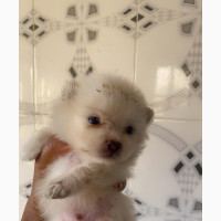 0-1 month Male Purebred Pomeranian