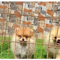 3-6 months Female Purebred Pomeranian