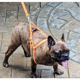 6-12 months Male Purebred French Bulldog