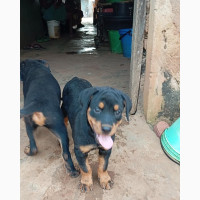 3-6 months Female Purebred Rottweiler