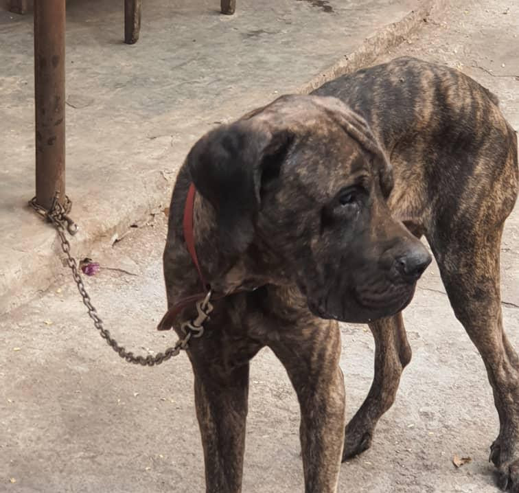 Фото 1/1. 1+ year Male Mixed Breed Cane Corso
