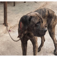 1+ year Male Mixed Breed Cane Corso