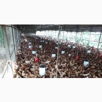 Isa Brown Point Of Lay Birds - Healthy and Ready to Lay Eggs