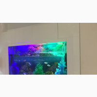 5.5ft Wall Aquarium
