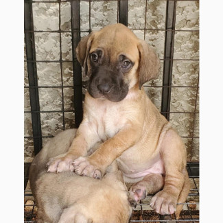 Male Purebred Boerboel Puppies Available