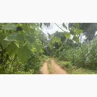 4 Acres of Land with Shed for Sale
