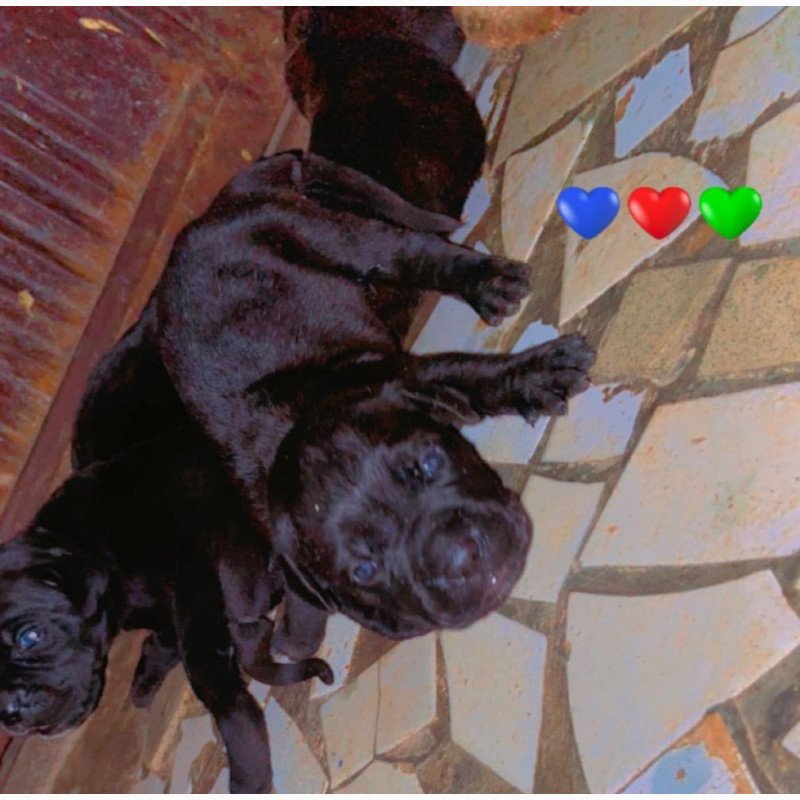 Фото 1/1. 0-1 month Female Purebred Cane Corso