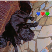 0-1 month Female Purebred Cane Corso