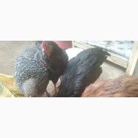 Noiler Chicken