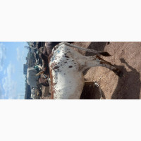 Healthy Owambe Cow for Sale